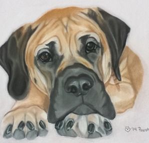 Mastiff Drawing, Dog Watercolor Painting, Portraits Pop Art, Dog Portraits Art, Baby Chihuahua, Custom Pet Painting, Portraits Art, Mastiff Dogs, Dog Rocks