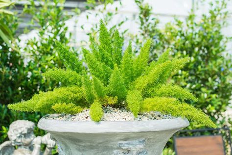 The 17 Best Plants to Grow in Zone 9a (20 to 25 °F/-6.7 to -3.9 °C) East Facing Garden, Fern Care, Foxtail Fern, Ferns Care, Plant Zones, Asparagus Fern, Zone 9, Organic Compost, Fern Plant