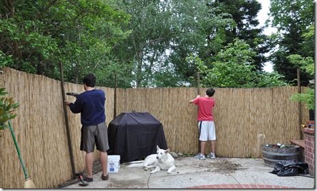 Reed fencing to hide ugly back fence. Reed Fence Ideas, Reed Fencing Ideas, Yard Separation Ideas From Neighbors, Bamboo Backyard, Privacy Backyard, Reed Fence, Pool Privacy, Fence Cover, Reed Fencing