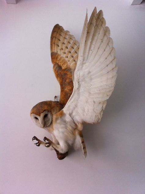 - Owl Taxidermy, Unique Taxidermy, Bird Poses, Owl Reference, Beautiful Taxidermy, Barn Owl Art, Beautiful Pose, Bird Reference, Bird Taxidermy