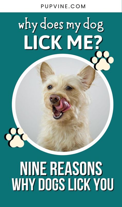 Why does my dog lick me? Nine of the most common reasons why your dog licks you all the time, with tips on how to discourage it. Why Do Dogs Lick, My Pet Dog, Train Your Puppy, House Training Puppies, Puppy Find, Free Puppies, Puppy Proofing, Sleeping Puppies, Puppy Training Tips