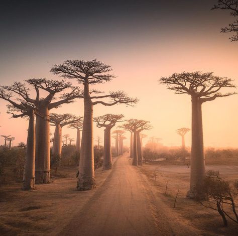 Baobab trees 1080P, 2K, 4K, 5K HD wallpapers free download
baobab tree
madagascar travel aesthetic Madagascar Aesthetic, Madagascar Wallpaper, Madagascar Culture, Wallpaper Aesthetic Quotes, Madagascar Travel, Tree Pictures, Baobab Tree, Tree Box, African Paintings