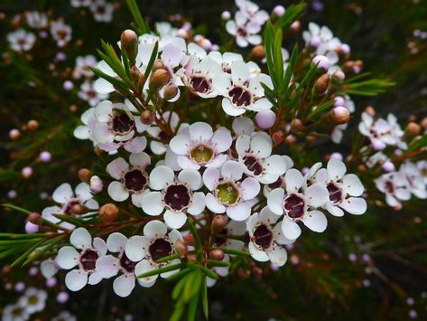 Geraldton Wax Flower, Floral Design Classes, Bush Garden, Australian Wildflowers, Wax Flower, Australian Plants, Australian Native Plants, Australian Flora, Dry Creek