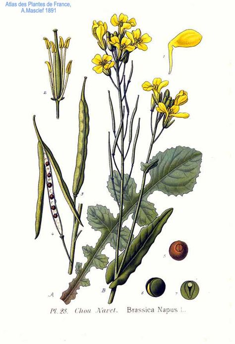 Seed Illustration, Mustard Plant, Rib Tattoos For Women, Black Mustard Seeds, New York Tattoo, Mustard Flowers, Science Illustration, Plant Tattoo, Illustration Botanique