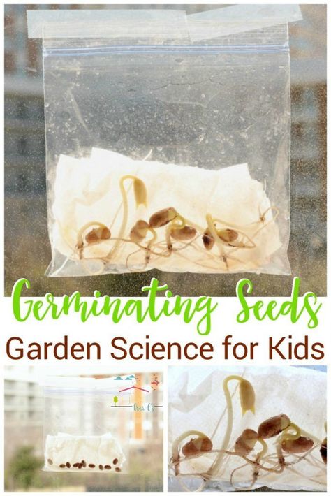 Kids will love sprouting their own seeds in a plastic baggie! With just a few materials, kids can watch seeds sprout by germinating seeds in a bag. via /lifeovercs/ Garden Science, Seed Science, Germinating Seeds, Planting For Kids, مشروعات العلوم, Science Activity, Kid Experiments, Easy Science Experiments, Kids Science