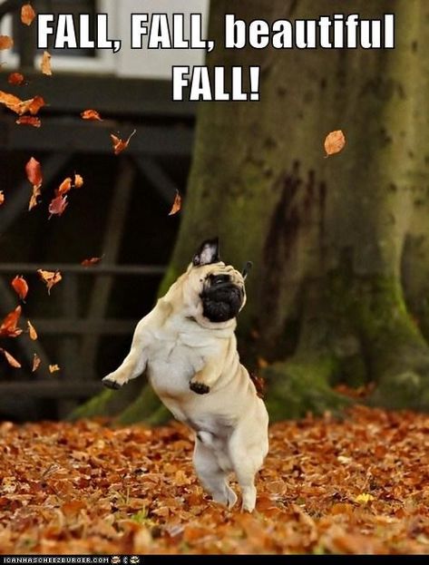 Fall, fall, beautiful fall! ~ happy pug dancing in autumn leaves Monday Morning Humor, Happy Monday Quotes, Monday Morning Quotes, October Country, Monday Humor, Fall Dog, A Pug, Pug Puppies, Morning Humor