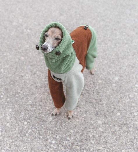 Italian Greyhound Clothes, Large Dog Sweaters, Dog Trends, Whippet Dog, Mental Stimulation, Happy Puppy, Smarter Not Harder, Animal Behavior, Dog Wear