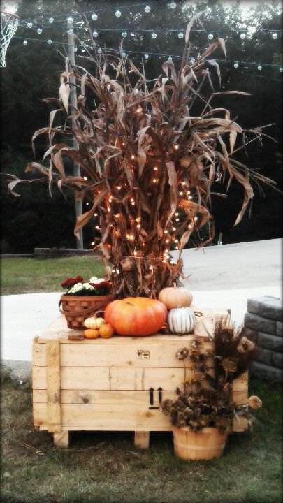 Cornstalks in a wooden crate. Pretty. Love the lights in the cornstalks. Dried Corn Stalks Front Porch, Cornstalk Wedding Decor, Corn Stalks Front Porch, Cornstalk Decor, Twig Lights, Corn Stalks, Barn Parties, Mini Lights, Decoration Tips