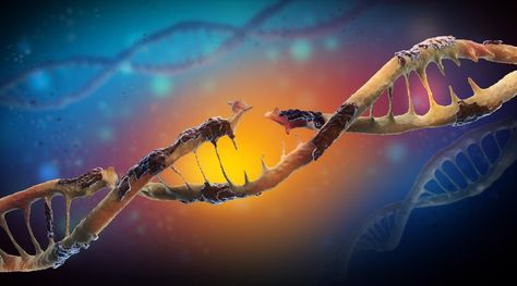 Research describes how DNA damage can affect neural health and function Brain Inflammation, Reactive Oxygen Species, Cell Cycle, Brain Tissue, Nucleic Acid, Dna Repair, Brain Cells, Structure And Function, Lose Pounds