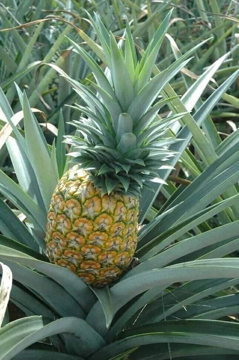 Giant Vegetable, Pineapple Fruit, Types Of Fruit, Fruit Photography, Beautiful Fruits, Juicy Fruit, Fruit Plants, Exotic Fruit, Fruit Garden