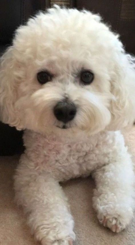 Cute White Dogs, Teacup Poodle, Bichon Dog, Bichon Frise Puppy, Tattoo Dog, Bichon Frise Dogs, Maltese Puppy, Best Dog Breeds, Poodle Puppy