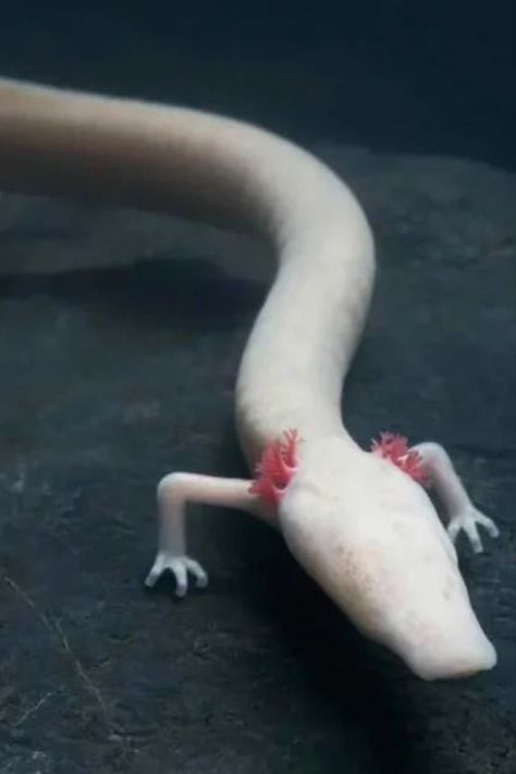 Olms are underwater cave-dwelling salamanders found in Europe. The neatest part about these unique, entirely aquatic amphibians is that they have long bodies, heads, and no eyes, unlike their relatives of axolotls. An Animal, Black