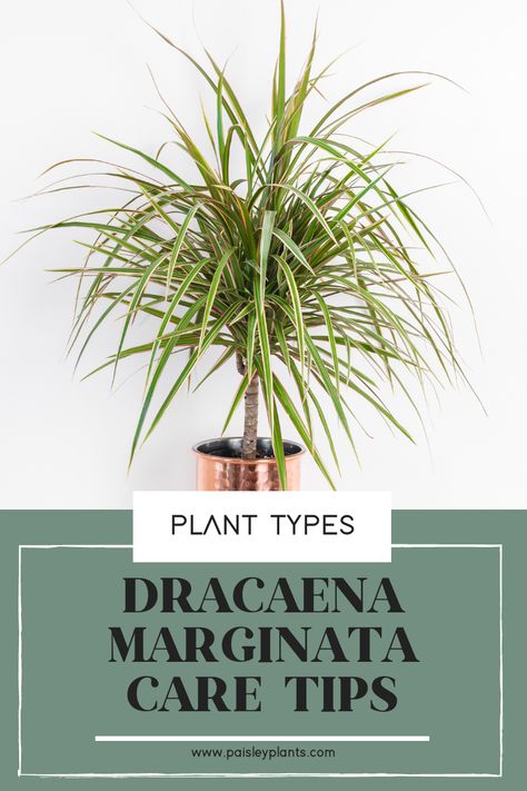 How to Take Care of Dracaena Marginata - Paisley Plants Dracaena Marginata Care, Dracaena Plant Types, Marginata Plant, Water Plants Indoor, Madagascar Dragon Tree, Dracaena Marginata, Dracaena Plant, Tropical House Plants, Plant Varieties