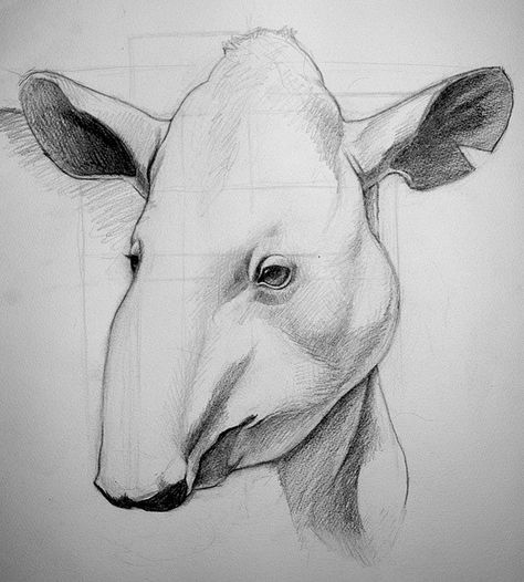 Tapir by oderiond, via Flickr Tarsier Drawing, Animal Study Sketch, Titanus Behemoth, Crochet Tapir Animal, Tapir Sketch, Tapir Drawing, Tapir Illustration, Tapir Art, Realistic Animal Drawings