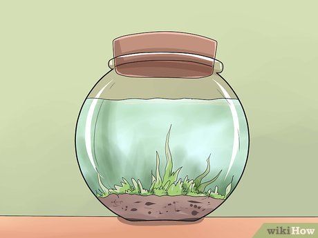 Diy Biosphere, Diy Ecosphere, Carboy Terrarium, Biosphere Ecosystem, Enclosed Ecosystem, Aquatic Biome, Closed Ecosystem, Apartment Aquaponics, Aquatic Terrarium