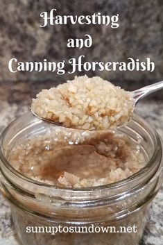 Canning Horseradish Sauce, How To Make Fresh Horseradish, Horseradish Canning Recipes, How To Harvest Horseradish, When To Harvest Horseradish, How To Store Horseradish Root, How To Make Horseradish Homemade, Horseradish Recipes Homemade, How To Preserve Horseradish Root