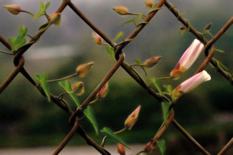 Socal Aesthetic, Rock Fence, Fast Growing Vines, Williamsburg Bridge, Fence Plants, Growing Vines, Living Fence, Garden Vines, Plant Covers