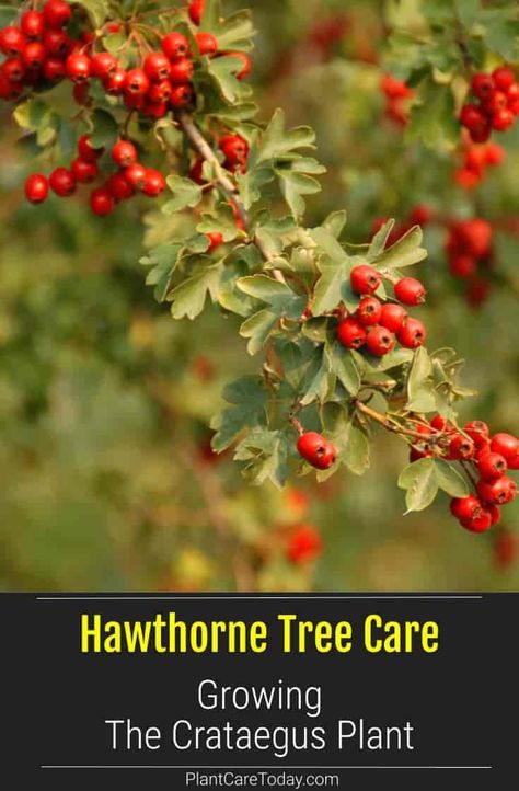 Hawthorne Tree or the Crataegus Plant - has glorious flowers, fruits, full foliage, hardy growth, and grown as a shrub or tree for spring flowers. [DETAILS] Hawthorne Plant, Backyard Foraging, Hawthorne Tree, Hawthorne Flower, Garden Spells, Drought Tolerant Trees, Plants Tips, Landscape Planning, Bee Friendly Garden