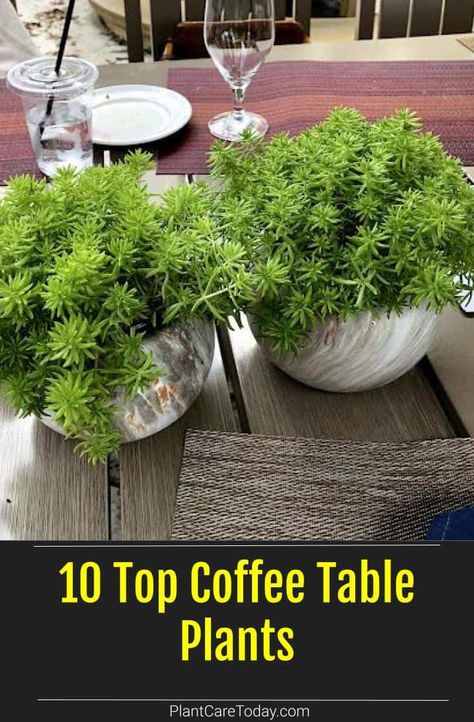 Plants are great centerpieces for a dash of green and style to your coffee table and living room. Here are a few of the top coffee table plants we've rounded up. Plant For Coffee Table, Plants On Dinning Room Table, Indoor Plants Table Decor, Potted Plant On Dining Table, Plants For Table Centerpiece, Coffee Table Plants Ideas, Plant On Coffee Table, Table Top Plants, Outdoor Coffee Table Decor Ideas