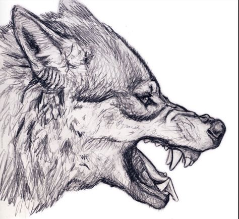 Detailed angry wolf Wolf Head Drawing, Wolf Growling, Tato Phoenix, Lup Singuratic, Wolf Clipart, Angry Wolf, Wolf Sketch, Desen Realist, Wolf Face