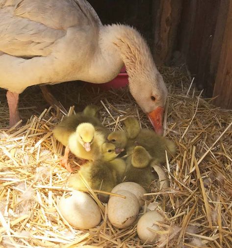 Want to hatch goose eggs? Have a broody goose sitting on a pile of eggs? Find out what to expect plus get helpful tips and tricks for success! #raisinggeese #hatchinggeese #backyardgeese #homesteading #smallfarm #TyrantFarms Goose Coop, Sebastopol Geese, Geese Breeds, Egg Candling, Goose House, Goose Eggs, Ant Farms, Farm Lifestyle, Hatching Eggs