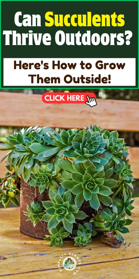 "Discover how to successfully grow outdoor succulents with our guide on  thriving garden succulents! Learn about sun exposure, weather resilience,  and essential outdoor soil preparation for your succulent garden. Transform  your landscaping with succulents that flourish in various climates. Unlock  the secrets to vibrant outdoor succulents today!" Cute House Plants, Succulent Care Indoor, Landscaping With Succulents, Outdoor Succulents, Succulents Care, Care For Succulents, Succulents In Pots, Succulent Varieties, Grow Succulents