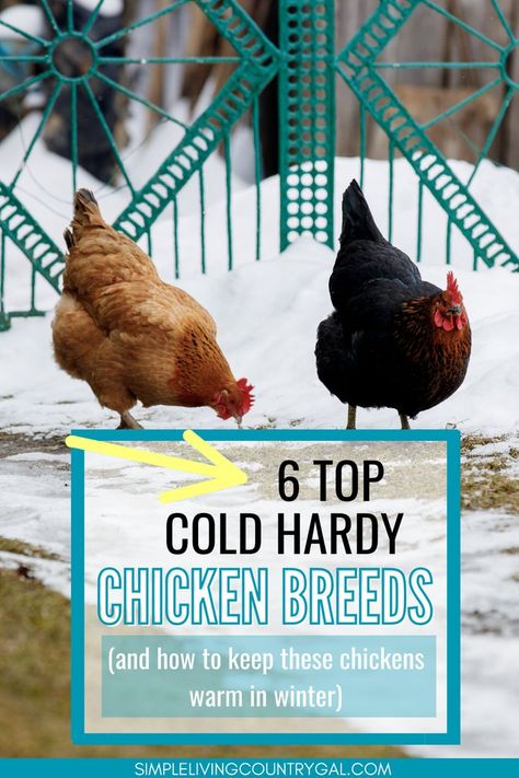 Ready to keep your feathered friends warm this winter? Discover the best cold hardy chicken breeds that can handle the chill while getting expert tips on setting up a cozy coop. Whether you're a newbie or a seasoned chicken owner, this article has all the insights you need to ensure your flock stays comfy all winter long. Homesteading Diy Projects, Homestead Layout, Baby Chicks Raising, Chicken Flock, Chickens In The Winter, Chicken Owner, Seasoned Chicken, Keeping Chickens, Chicken Diy