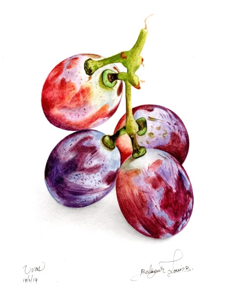 Grape Drawing, Grape Painting, Prismacolor Art, Art Assignments, Botanical Flower Art, Watercolor Fruit, Oil Pastel Art, Basic Drawing, Watercolor Sketchbook