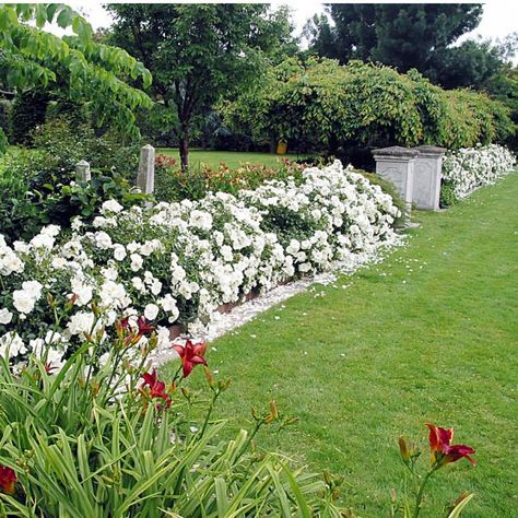 White Flower Carpet Rose - a long blooming, disease resistant modern introduction Carpet Roses, Rose Hedge, Flower Carpet, Garden Gate Design, White Carpet, White Gardens, House Landscape, Garden Gates, Front Garden