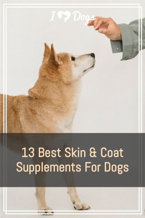 Dog Friendly Medications, Natural Supplements For Dogs, Dog Multi Vitamins, Best Dog Supplements, Dog Nutrition Supplements, Medicines Dogs Can Take, Itchy Dog, Dog Skin Care, Cute Corgi Puppy