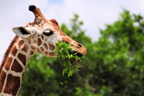 Giraffe Eating Leaves. Reticulated giraffe eating a tree branch with leaves in a , #Ad, #Reticulated, #giraffe, #eating, #Giraffe, #Eating #ad Giraffe Eating Leaves, Giraffe Quotes, Giraffe Eating, Tree Branch With Leaves, Giraffe Pictures, Giraffe Illustration, Popular Images, Cute Animal Quotes, Pet Boarding