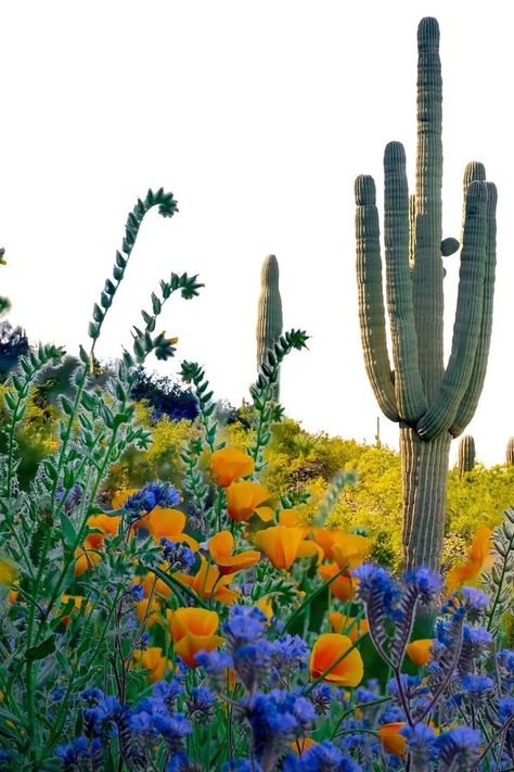 Spring in Greater Phoenix is the best time of year: the weather is perfect, there’s festivals galore, and plenty of wildflowers and flora sprouting on saguaro cactus in the Sonoran Desert. Find the best ways to enjoy spring in the Southwest, including the World Championship Hoop Dance Contest, the best rooftop bars to catch a sunset and Chihuly in the Desert. It’s everything you didn’t know you needed on your bucket list. Countryside Photos, Cactus Photography, Desert Aesthetic, Spring Food, National Parks Photography, Desert Flowers, Desert Vibes, Cactus Art, Sonoran Desert