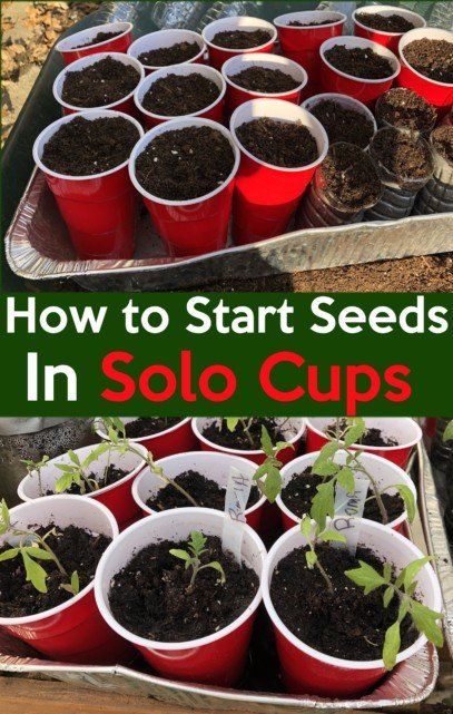 Growing Tomatoes Indoors, Seed Starters, Seedlings Indoors, Cold Frames, Starting Seeds, Red Solo Cup, Vegetable Garden Planning, Starting Seeds Indoors, Solo Cup