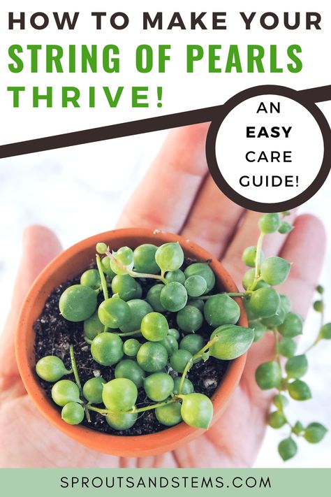 small string of pearls plant in someone's hand Care Of House Plants, Pearl Plant, How To Propagate Succulents, Plant Diy, Sting Of Pearls, Pearl Succulent Care, String Of Frogs Plant, Strings Of Pearls, String Of Pearls Plant Care