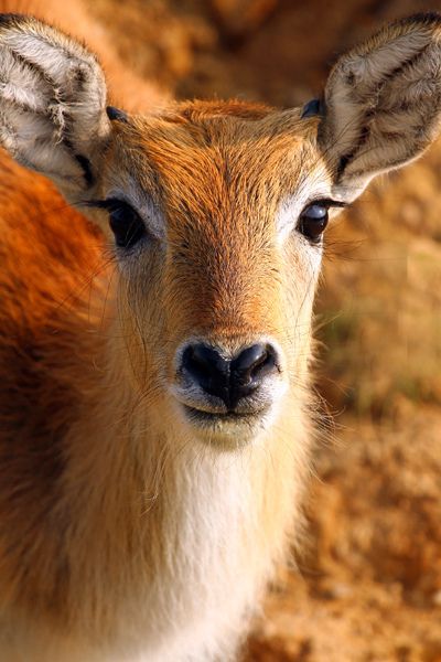 Deer Nose, Wild Animal, Wild Animals, Turtles, Elk, Insurance, Deer, Not Found, Animals