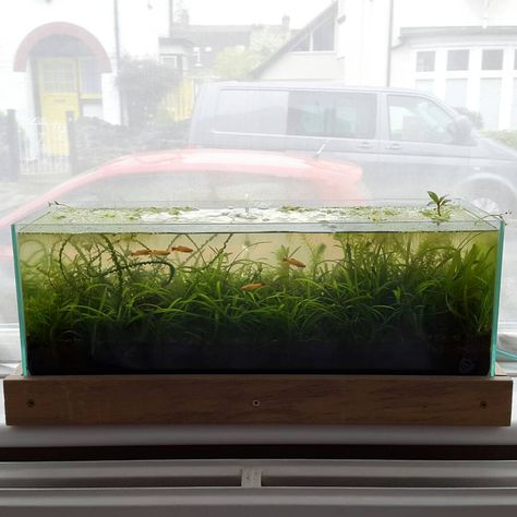 Windowsill Nature - The Planted Tank Forum Aqua Scaping, Tank Terrarium, Nature Tank, Fish Tank Terrarium, Tiny Tank, Aquatic Garden, No Energy, Nyc Living, Planted Tank