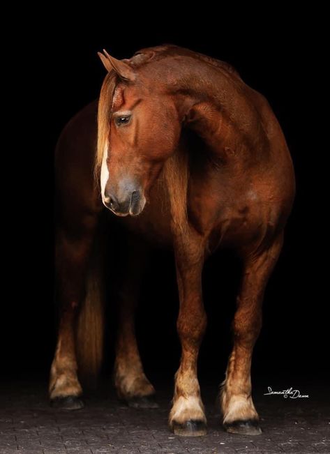 Chestnut Friesian, Friesian Stallion, Beautiful Horses, Chestnut, Iron Man, Horses