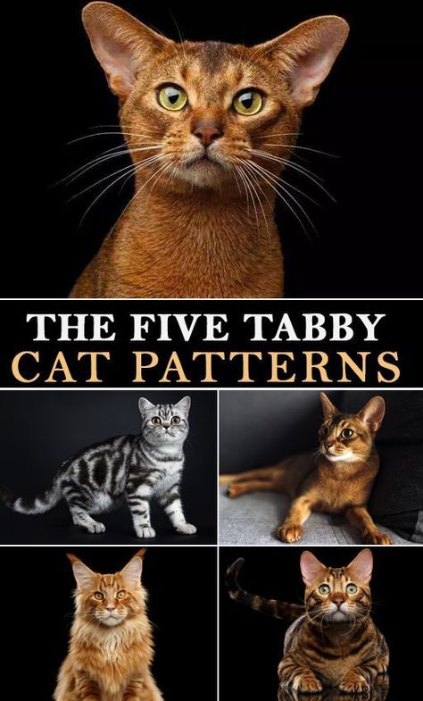 The most common colors of tabby coat patterns are orange, black-based, gray, and brown. Tabby cat patterns can be found in both long- and short-haired cats. #tabbycat #cats #catsofinstagram #cat #of #tabby #catstagram #meow #instagram #adoptdontshop #instacat #kitten #catlovers #kitty #catlover #catoftheday #catlife #gingercat #kittens #rescuecat #world #orangetabby #tabbykitten Tabby Cat Coat Patterns, Tabby Cat Colors, Tabby Cat Patterns, Bon Chon, Black Tabby Cat, Grey Tabby Kittens, Kitty Ideas, Grey Tabby Cat, Brown Tabby Cat