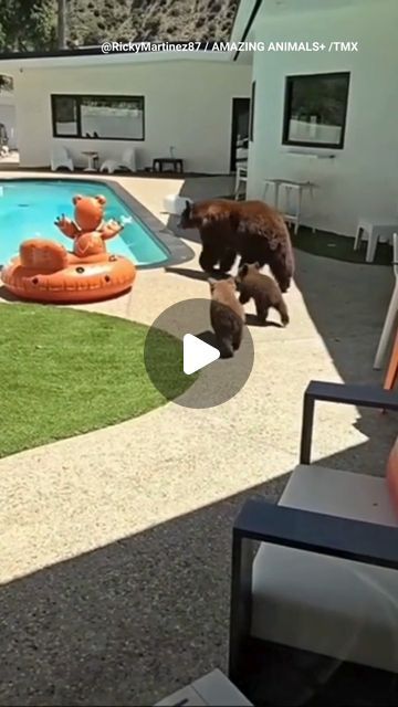 Bear Video, Animals Doing Funny Things, Dog Swimming Pools, Dipping Pool, Amazing Swimming Pools, Wild Animals Photos, Funny Puppy, Baby Bears, Funny Bears