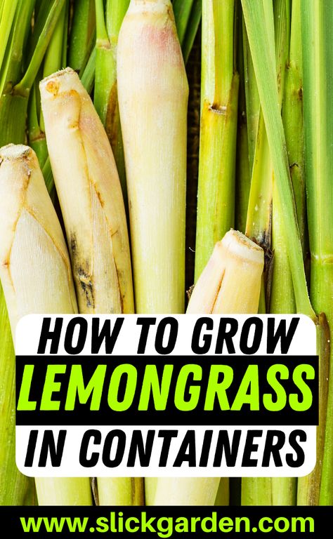 How To Grow Lemongrass In Containers. Because we are growing lemongrass in pots, so we need to give plants the best kind of soil or the plants can die or not grow well. The best soil for containers is potting soil. Now you can buy potting soil from stores or you can make your own at home. Planting Lemon Grass In Pots, Planting Lemongrass In Pots, Grow Lemongrass In Pots, Lemongrass In Pots, Growing Lemongrass In Pots, Potted Lemongrass Plant, Grow Lemongrass, Lemongrass Plant, Wood Mulch