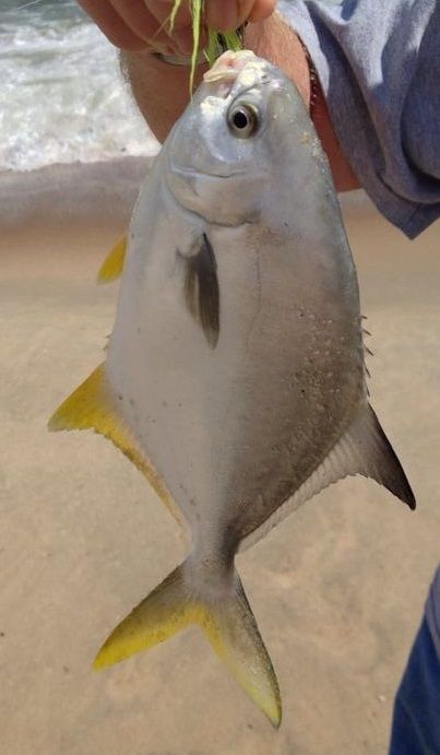 Pompano ( Trachinotus carolinus) - delaware-surf-fishing.com Pompano Fish, Barack And Michelle, Surf Fishing, Water Life, Fish Design, Ocean Art, Animal Photo, Fish Pet, Surfing