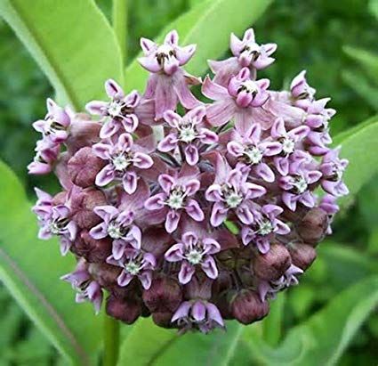 Asclepias Syriaca, Milkweed Flower, Common Milkweed, Milkweed Seeds, Asclepias Tuberosa, Butterfly Plants, Bee Balm, Wildlife Gardening, Attract Butterflies