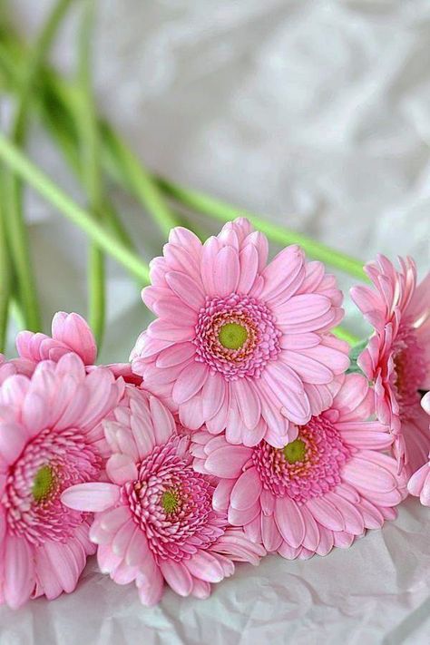 Daisys Pink Gerbera, Gerbera Daisy, Happy Flowers, Pink Daisy, Flower Beauty, Beautiful Blooms, Love Flowers, My Flower, Pretty Flowers