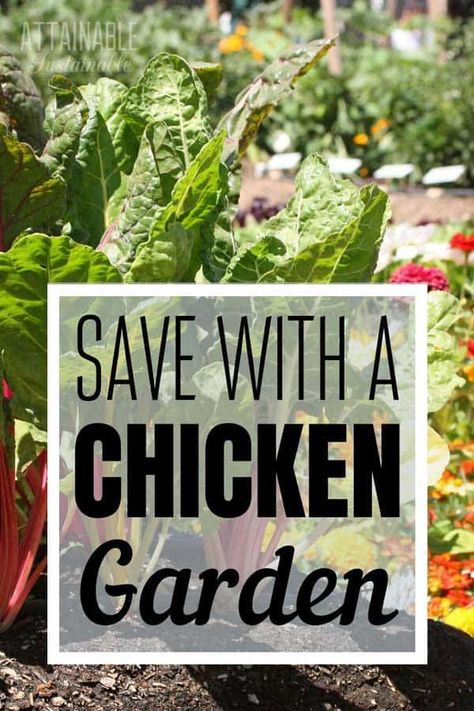 Want to save money on feeding your chickens? Here's how to feed chickens without breaking the bank. Grow your own organic feed! DIY chicken feed is as easy as growing a chicken garden full of foods that will nourish your flock for less. From growing a garden to planting perennials, DIY chicken feed will save you money. #poultry #chickens #homestead What To Grow To Feed Chickens, Vegetables For Chickens, Diy Chicken Feed Recipes, Chicken Feed Mix, Growing Chicken Feed, Simple Homesteading, Natural Chicken Feed, Raising Chickens For Beginners, Chicken Feed Diy