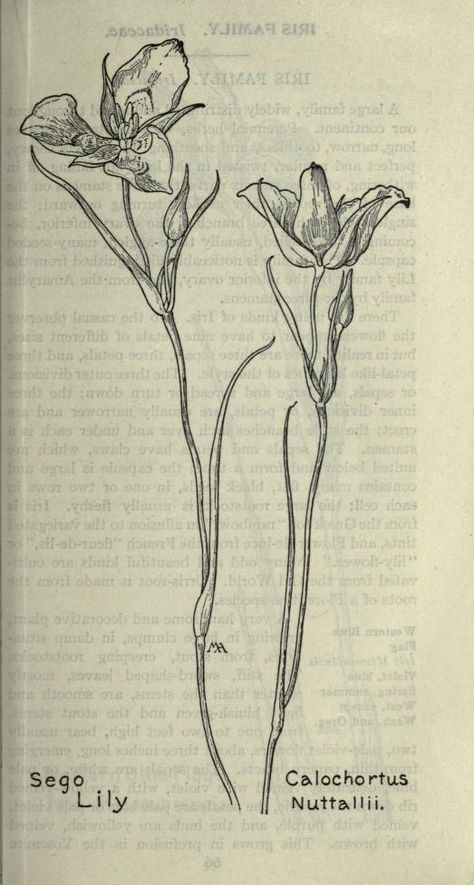 Field book of western wild flowers : Armstrong, Margaret, 1867-1944 : Free Download, Borrow, and Streaming : Internet Archive Field Book Of Western Wild Flowers, Western Flowers, Western Wild, Book Flowers, Scientific Illustration, Wild Flower, Internet Archive, Flower Art, The Borrowers