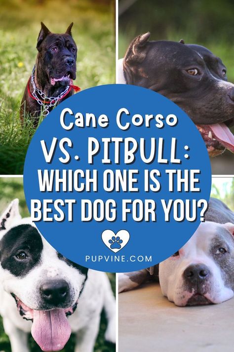 Cane Corso Vs. Pitbull – What are the differences between these two breeds? Check out this guide to see which dog is best for you. Dog Breeder, Cane Corso, Pitbull, Best Dogs, Adoption, Good Things, Dogs, Animals