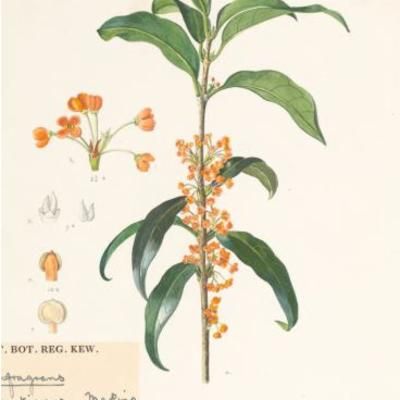 Illustration of Osmanthus fragrant Sweet Osmanthus, Osmanthus Fragrans, Scented Flowers, Street Trees, Plant Fungus, Plant Book, Fragrant Plant, Illustration Botanique, Guilin