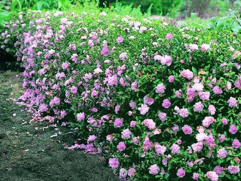 Camellia Hedge, Pink Flower Garden, Camellia Sasanqua, Camellia Plant, Fall Perennials, Garden Hedges, Front Landscaping, Outdoor Stuff, Plants Garden