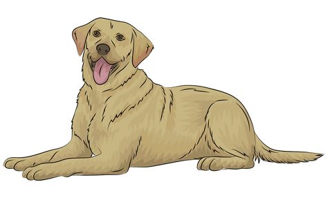 Yellow Lab Drawing, Lab Drawing, Golden Retriever Cartoon, Dog Illustration Art, Clip Art Library, Yellow Labrador, Custom Family Portrait, Drawing Cartoon, Yellow Lab