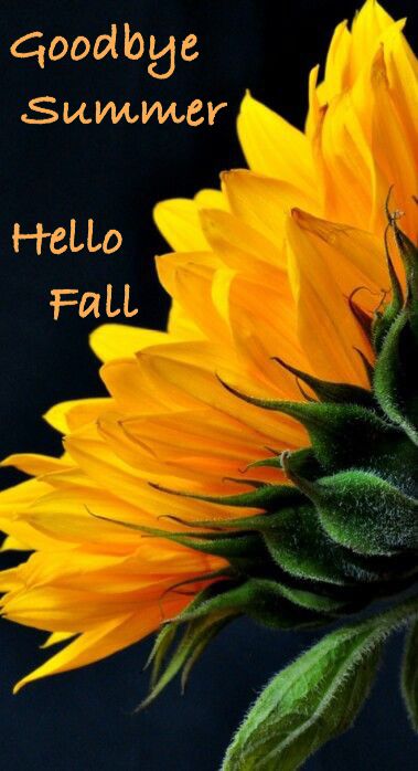 Goodbye Summer Goodbye Summer Hello Autumn, Good Bye Summer, Goodbye Summer Hello Fall, Sunflower Quotes, Hello Goodbye, Goodbye Summer, Sunflower Pictures, Good Bye, Fall Decorating